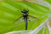 357474 – Photo : Guillaume Huot-Marchand – France (88)